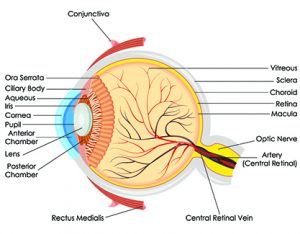 Retina: Anatomy, Function, and Treatment